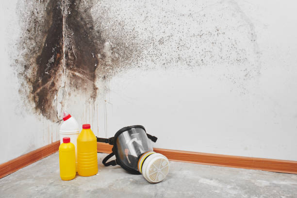 Best Crawl Space Mold Removal  in Frisco, TX