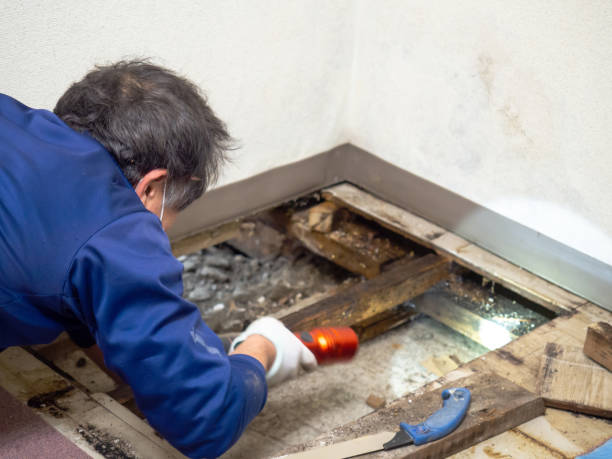 Best Mold Remediation  in Frisco, TX