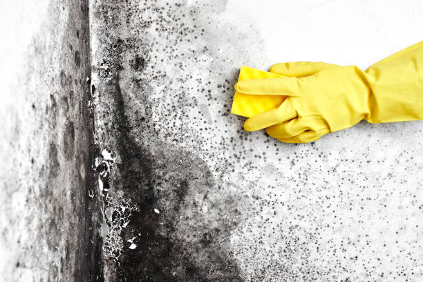 Best Fast Mold Removal  in Frisco, TX