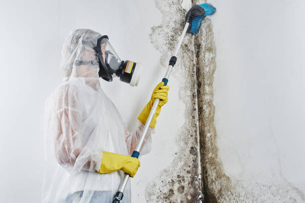 Frisco, TX Mold Removal Company