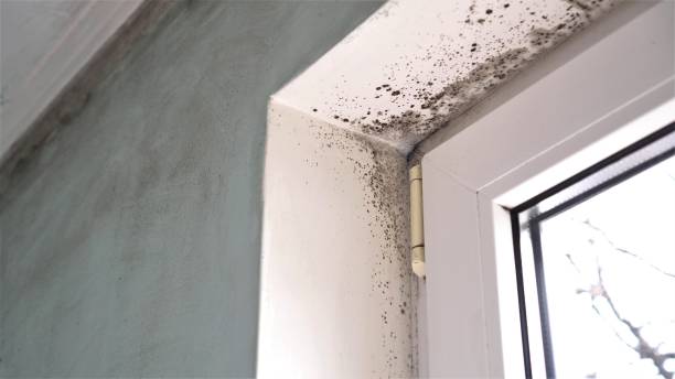 Mold Removal and Inspection in Frisco, TX