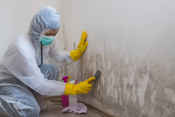 Best Commercial Mold Removal  in Frisco, TX