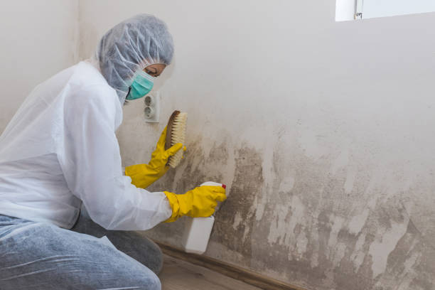 Professional Mold Removal in Frisco, TX
