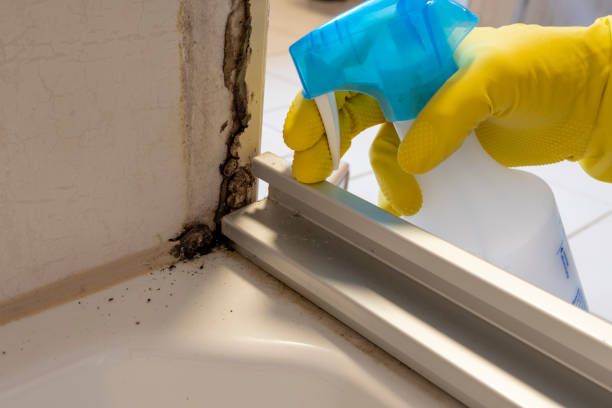 Best Residential Mold Removal  in Frisco, TX