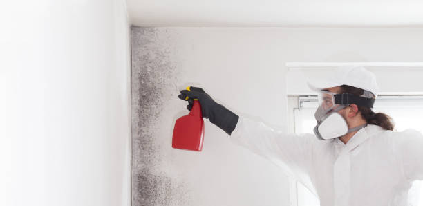 Best Attic Mold Removal  in Frisco, TX