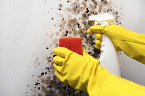 Best Mold Damage Repair  in Frisco, TX