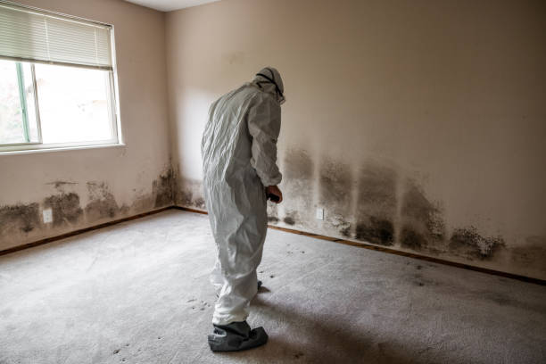 Home Mold Removal in Frisco, TX