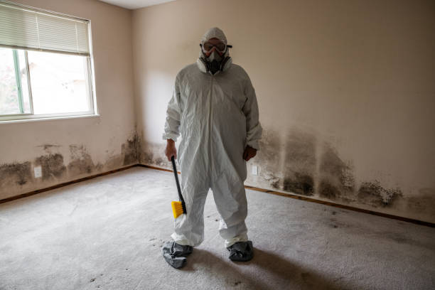 Home Mold Removal in Frisco, TX