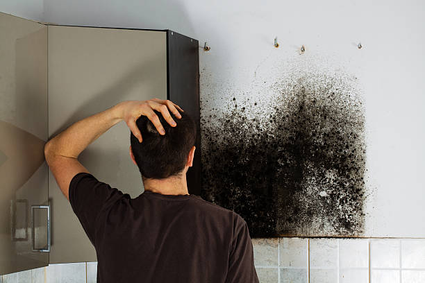 Best Mold Removal Company Near Me  in Frisco, TX