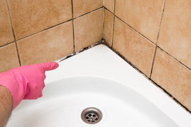 Best Black Mold Removal  in Frisco, TX